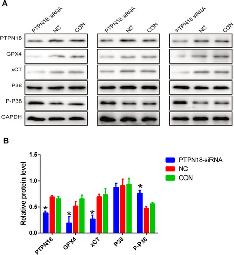 Figure 5 PTPN18 silencing blocked GPX4 expression by up-regulation of p-p38. (A) Protein expression of PTPN18, GPX4, xCT, p38 and p-p38 in KLE cells after PTPN18 silencing examined by Western blot. (B) The expression levels of proteins in (A) were quantified by densitometry and normalized to the expression of GAPDH. Densitometry data are shown as mean ± SD. *p < 0.05 versus CON.