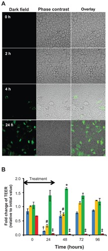 Figure 3 Interaction of quercetin nanomicelles with Caco-2 cells. (Panel A)Cellular accumulation of FITC-labeled nanomicelles over 24 hours of incubation at 37°C Representative images from fluoresence confocal microscopy are shown. (Panel B) Change in TEER upon treatment with quercetin in free (green) and nanomicellar (orange) forms, as well as empty nanomicelles (blue) and 1% triton-X (red), with the arrow indicating treatment duration of 24 hours.Notes: +, #, *, and ‡ represent P < 0.05 compared to values at t = 0 hours.