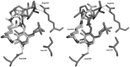 Figure 4. Proposed classical (dark gray) and covalent (light gray) docking binding mode of (+)-3 (left) and (−)-3 (right). H-bonds observed for Plants docking poses are shown as dark dotted lines, whereas for covalent docking poses obtained by PrimeCitation27 are shown as light dotted lines.