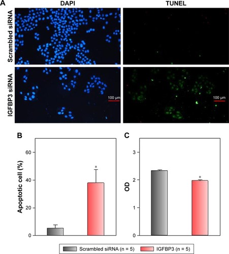 Figure 5 Effects of IGFBP3-specific siRNA on apoptosis and proliferation of A431 cells.