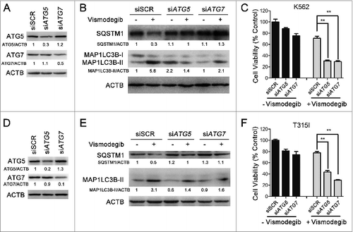 Figure 7. ATG5 and ATG7 silencing significantly enhanced cell death induced by Hh inhibition in CML cells. (A) K562 cells were transiently transfected with ATG5 or ATG7 siRNAs for 48 h, the protein levels of ATG5, ATG7, and ACTB were detected by western blot assays. (B) After K562 cells were transiently transfected with ATG5 or ATG7 siRNAs for 24 h, cells were treated with 20 μM of vismodegib for 12 h, 24 h, and 48 h, the protein levels of SQSTM1, MAP1LC3B, and ACTB were measured by western blot assay. (C) K562 cells were treated as described in (B), cell viability was determined by CCK-8 assay. (D) BaF3-BCR-ABLT315I cells were treated as described in (A), the indicated protein levels were detected by western blot assay. (E) BaF3-BCR-ABLT315I cells were treated as described in (B), the indicated protein levels were detected by western blot (E) and cell viability was measured by CCK-8 assay (F). Relative expression levels in (A, B, D and E), shown below the blot are representative of 2 independent experiments. Densitometric values were quantified using the ImageJ software and normalized to control. The values of control were set to 1. Data in (C and F) are means ± SD of 3 independent experiments performed in triplicate. **P < 0.01.