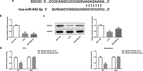 Figure 8. SOCS3 is a target gene of miR-942. (a) TargetScan predicted that SOCS3 was a target gene of miR-942. (b) The expressions of SOCS3 in T47D and MDA-MB-231 cells were detected by qRT-PCR. ***p < 0.001 vs. MCF-10A. (c) The expression of SOCS3 in T47D and MDA-MB-231 cells were detected by western blot analysis. **p < 0.01 and ***p < 0.001 vs. MCF-10A. (d) The relationship between miR-942-5p and SOCS3 was determined by a dual-luciferase reporter assay. **p < 0.01 vs. SOCS3+ miR-NC mimic