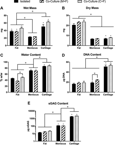 Figure 3. Explant analysis. (A) Wet mass, (B) dry mass, (C) water content, (D) DNA content and (E) tissue sGAG content for cultured fat, meniscus and cartilage explants. *p < 0.05 between groups, ˆ p < 0.05 relative to corresponding tissue at baseline (see Table 1). Note that explant sGAG data (E) are plotted on a logarithmic scale due to order-of-magnitude differences among tissues. Mean ± SEM.