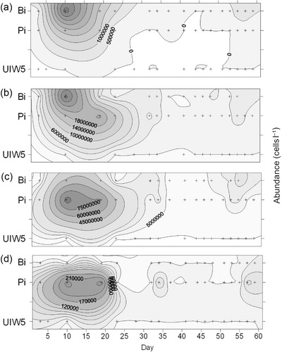 Fig. 11 Temporal variations in cell abundance of the dominant diatom species (a) Cylindrotheca closterium, (b) Nitzschia lecointei, (c) Navicula glaciei and (d) Amphiprora kufferathii in bottom ice (Bi), platelet ice (Pi) and sub-ice water at 5 m depth (UIW5) at station R1 in Pierre Lejay Bay from 1 November (day 1) to 29 December 2001 (day 59).