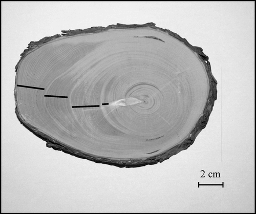 FIGURE 7. Trunk cross-section of a white spruce tree that was leaning into an incipient ice-wedge trough, southern Mackenzie Delta, Site 3. The tree was 255 yr old. There were 4 distinct periods of tilting and the mean change in orientation between successive periods was 4°. The mean duration of reaction-wood growth between periods of normal-ring growth was 31 yr