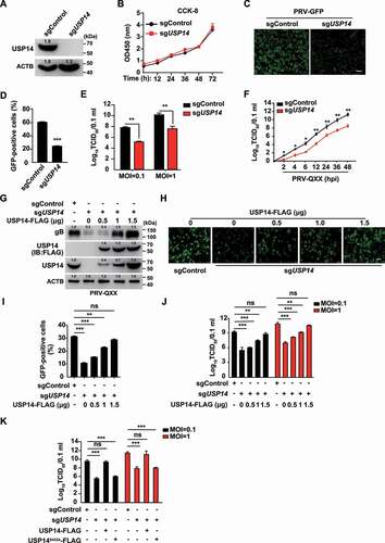 Figure 2. Knockout of USP14 inhibits PRV infection. (A) USP14 in sgControl and sgUSP14 PK-15 cells was assessed by immunoblot analysis. (B) sgControl and sgUSP14 PK-15 cells were cultured for 0–72 h. Cell proliferation was assessed using the CCK-8 cell counting assay. (C) sgControl and sgUSP14 PK-15 cells were infected with PRV-GFP (MOI = 0.01) for 36 h. The fluorescence of GFP was detected by fluorescent microscopy. Scale bar: 400 μm. (D) Quantification of the percentage of GFP-positive cells from C by flow cytometry. (E) sgControl and sgUSP14 PK-15 cells were infected with PRV-QXX (MOI = 0.1 and 1) for 24 h. Viral titers were assessed by the TCID50 assay. (F) sgControl and sgUSP14 PK-15 cells were infected with PRV-QXX (MOI = 0.01) for 0–48 h. One-step growth curves of PRV-QXX were assessed using a TCID50 assay of viral titers. hpi, hour post infection. (G) sgControl and sgUSP14 PK-15 cells were transfected with plasmid encoding USP14-FLAG (0–1.5 μg) as indicated for 24 h, and then infected with PRV-QXX (MOI = 0.1) for 24 h. PRV gB, USP14-FLAG and USP14 were assessed by immunoblot analysis. (H) sgControl and sgUSP14 PK-15 cells were transfected with plasmid encoding USP14-FLAG (0–1.5 μg) as indicated for 24 h, and then infected with PRV-GFP (MOI = 0.01) for 36 h. The fluorescence of GFP was detected by fluorescent microscopy. Scale bar: 400 μm. (I) Quantification of the percentage of GFP-positive cells from H by flow cytometry. (J) sgControl and sgUSP14 PK-15 cells were transfected with plasmid encoding USP14-FLAG (0–1.5 μg) as indicated for 24 h, and then infected with PRV-QXX (MOI = 0.1 and 1) for 24 h. Viral titers were assessed by the TCID50 assay. (K) sgControl and sgUSP14 PK-15 cells were transfected with plasmid encoding USP14-FLAG (1.5 μg) and USP14S432A-FLAG (1.5 μg) as indicated for 24 h, and then infected with PRV-QXX (MOI = 0.1 and 1) for 24 h. Viral titers were assessed by the TCID50 assay. Data were shown as mean ± SD based on three independent experiments. * P < 0.05, ** P < 0.01, *** P < 0.001 determined by two-tailed Student’s t-test. ns, no significance.