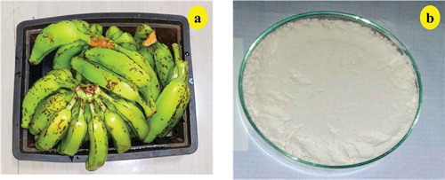 Figure 1. A: Culinary banana at matured edible stage and B: starch from culinary banana.