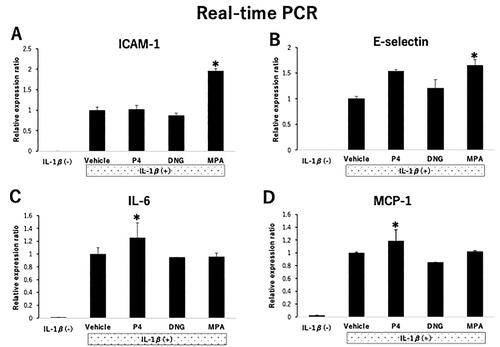 Figure 1. mRNA expression of adhesion molecules, cytokines, and chemokines in human umbilical vein endothelial cells (HUVECs) treated with progestogens. Steroid-deprived and serum-starved HUVECs were treated for 48 h in the presence of various progestogens, namely 100 nM natural progesterone (P4), 100 nM dienogest (DNG), and 100 nM medroxyprogesterone acetate (MPA). The cells were stimulated with interleukin (IL)-1β (40 U/mL) for 4 h. Relative mRNA expression of (A) ICAM-1, (B) E-selectin, (C) IL-6, and (D) MCP-1 was measured by real-time PCR and compared with vehicle-only treatment. Data are presented as the mean ± SEM of three biological replicates. *P < 0.05 vs. vehicle only.