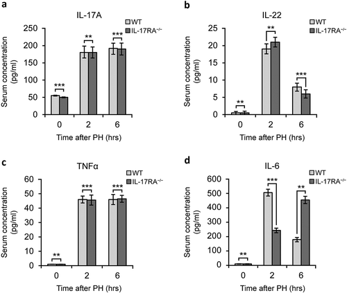 Figure 1. Pro-regenerative inflammatory mediators level in WT and IL-17RA−/− mice sera in liver regeneration after PH.(a) IL-17 level in serum of WT and IL-17RA−/− mice. (b) IL-22 level in serum of WT and IL-17RA−/− mice. (c) TNFα level in serum of WT and IL-17RA−/− mice. D) IL-6 level in serum of WT and IL-17RA−/− mice. Bars represent means ±SD (n = 3). Experiments were repeated 3 times using 3 mice per group.