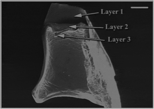 Figure 1. Scanning electron microscope (SEM) micrograph part of spectacle. Scale bar: 100 µm.