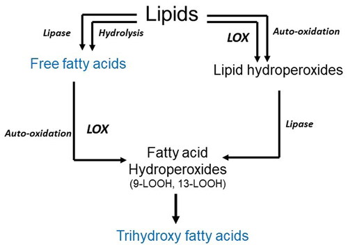 Figure 1. The formation of fatty acid hydroperoxides and trihydroxy fatty acids through enzymatic lipid oxidation (lipase, lipoxygenase (LOX), and autoxidation [adapted from Refs.[Citation28,Citation29]]).