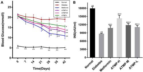 Figure 2 Effect of ATMP on fasting blood glucose and serum insulin in STZ-induced diabetic mice. (A) Fasting blood glucose levels during 42 days. (B) Serum insulin levels at the end of 6-week administration. Data were presented as the mean ± SEM, n=6 per group. *P < 0.05; **P < 0.01 vs diabetes group. #P < 0.05; ##P < 0.01 vs normal group.
