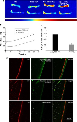 Figure 7 In vitro and in vivo bone specificity of the (Asp)8-PEG-PCL nanoparticles.Notes: (A) Fluorescence images showing accumulation of free Cy7, Cy7-PEG-PCL, or Cy7-(Asp)8-PEG-PCL in mice femur and tibia. (B) Affinity to hydroxyapatite in vitro. (C) Quantification of coumarin-loaded (Asp)8-PEG-PCL and PEG-PCL deposited on the frontal tibial bone surface. (D) Confocal images of histologic sections of frontal tibia showing binding of XO and coumarin-loaded nanoparticles. XO in red color; coumarin or coumarin-loaded nanoparticles in green color.Abbreviations: (Asp)8-PEG-PCL, polyaspartic acid peptides-poly (ethylene glycol)-poly (ε-caprolactone) polymer; IOD, integrated optical density; NS, normal saline; PEG-PCL, poly (ethylene glycol)-poly (ε-caprolactone) polymer.