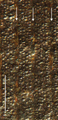 Figure 7. Detail of the surface of a pinna of Zamites aff. persicus exhibiting impressions of the epidermal cells, arranged in longitudinal rows, running parallel to the veins (arrows); scalebar = 1 mm; specimen SM.B 22255.