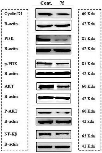 Figure 8. Western blot analysis of cyclin D1, Pi3k, p-Pi3k, AKT, p-AKT, and NFΚβ in leukaemia k562 cell line.