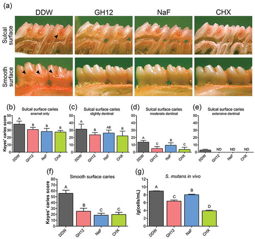 Figure 2. Protection of GH12 against the development of carious lesions and S. mutans in vivo. (a) Images of teeth from rats treated as noted. Arrows indicate typical lesions. Keyes caries scores are recorded as the type and extent of carious lesion severity according to Keyes scoring system. (b-e) Keyes caries scores of sulcal surface caries with different severity in rats treated as noted, (b) enamel only; (c) slightly dentinal, within 1/4 of the dentin affected; (d) moderate dentinal, 1/4 ~ 3/4 of the dentin affected; (e) extensive dentinal, beyond 3/4 of the dentin affected. (f) Keyes caries scores for smooth surface caries. Values denote means with SD (n = 12); ND indicates not detectable. (g) the bacterial count of S. mutans in rats treated as noted, as determined by real-time qPCR. Values denote means with SD (n = 4) and different letters indicate significantly different from each other (P < 0.05) (ANOVA; comparison for pairs using the Tukey HSD test).