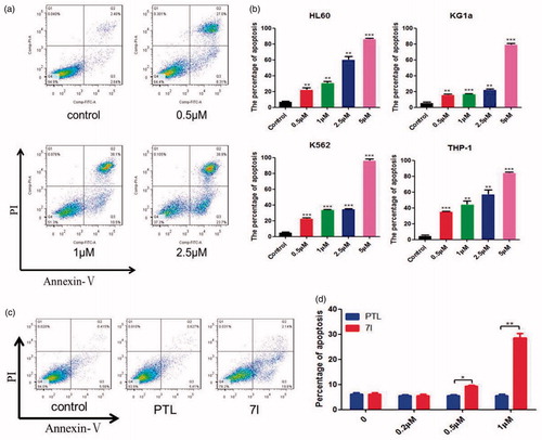 Figure 6. Compound 7l induced the apoptosis of diverse cultured leukaemia cells. (a) The representative picture of apoptosis induced by 7l in KG1a cells. (b) Apoptosis of THP-1, HL-60/ADR, K562, KG1a cells after being exposed to different concentrations of 7l for 48 h. The percentages of apoptosis were determined by flow cytometry using Annexin V/PI. (c) The representative picture of apoptosis induced by 7l and PTL in KG1a cells at 1 µM. (d) Apoptosis of KG1a cells after being exposed to 0.2, 0.5, 1 µM of 7l or PTL for 48 h. These experiments were performed for three times. Analysis results represented mean ± SD, *p < 0.05, **p < 0.01, ***p < 0.001.