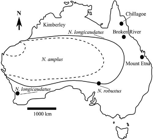 Figure 1. Locality map, highlighting the study site and other sites mentioned in text (modified from Breed & Ford, Citation2007 and the Atlas of Living Australia (https://www.ala.org.au/). the type locality for Notomys longicaudatus is the Moore River in southwestern Western Australia.