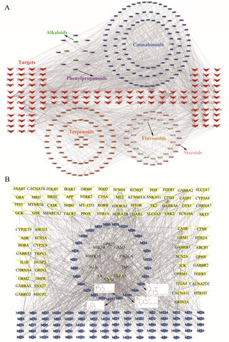 Figure 3. C-T network. (A) The compound – target network of all compounds. (B) The compound – target network of cannabinoids.