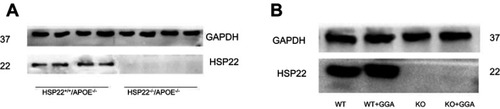 Figure S2 HSP22 expression in wild type and HSP22-knockout mice. (A) Representative image of HSP22 expression in wild type and HSP22-knockout mice. (B) Effect of GGA on HSP22 expression in wild type and HSP22-knockout mice.