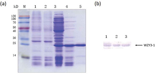 Figure 1. Analysis of induced expression products by SDS-PAGE (a) and Western Blot (b).(a) M: Protein Marker; 1: The supernatant obtained after heat from E. coli cultures producing pET28a with IPTG; 2: The supernatant obtained after heat from E. coli cultures producing pET28a without IPTG; 3: The supernatant obtained after cell disruption from E. coli cultures producing WZY3-1; 4: The supernatant obtained after cell disruption and heat; 5: WZY3-1 protein purified with Ni2+ agarose gel affinity column. (b) M: Protein Marker; 1–3: protein purified with Ni2+ agarose gel affinity column.