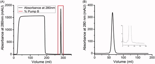 Figure 2. Profile of purification of P-mAb from the cell free broth: (A) Protein A affinity chromatography, (B) Size exclusion chromatography of the elute from Protein A chromatography using Sephacryl S300 column showing the monomer peak with negligible amount of HMW or LMW impurities (inset: zoom in at the peak base).