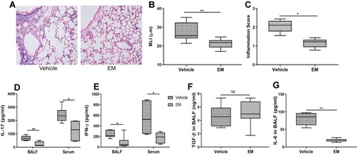Figure 5 Erythromycin protects against EP-induced emphysema and decreased proinflammatory cytokine concentration in mice.