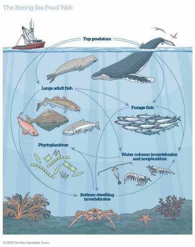 Figure 2. Commercial fish species found in the Bering Sea include six species of Pacific salmon, Alaska pollock, Pacific cod, Pacific halibut, yellowfin sole, Pacific ocean perch, and sablefish. Red king crab are also among the types of shellfish found. A healthy, balanced food web contributes to their overall number and distribution throughout the area. Copyright The Pew Charitable Trust, with permission. http://www.pewtrusts.org/-/media/assets/2014/10/ecosystem-based-fishery-management-in-the-bering-sea.pdf