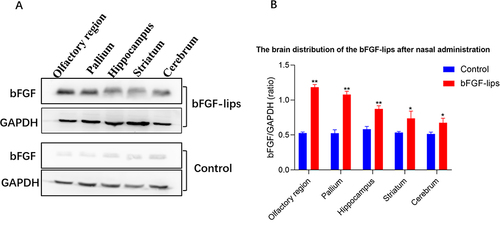 Figure 2 Nasal administration of bFGF-lips enhanced exogenous bFGF levels in different brain regions. (A) The expressions of bFGF in each brain region after nasal administration of bFGF-lips and blank-lips were analysed by Western blot. (B) The quantification data for Western blot analysis of bFGF. Data are presented as means±SDs (n=3). *P<0.05, **P<0.01 vs control group.