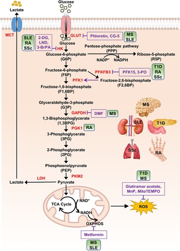 Figure 1. Glucose metabolism and its inhibitors.Note: After entering cells, glucose is phosphorylated by HK to form G6P. This step helps trap glucose inside the cells and initiate its metabolism. G6P serves as a substrate for the PPP, a metabolic pathway that runs parallel to glycolysis. PPP generates R5P, which is essential for nucleotide synthesis and produces abundant amounts of NADPH. NADPH is an important reducing agent used in various biosynthetic processes and helps protect cells from oxidative damage. G6P undergoes a series of oxidative decompositions known as glycolysis to generate pyruvate. Along the glycolytic pathway, intermediate metabolites are formed, providing raw materials for the biosynthesis of other molecules such as serine and glycine. PKM2 controls the final step of glycolysis, converting PEP to pyruvate. PKM2 is a specific isoform of pyruvate kinase, which is often observed in proliferating cells and plays a crucial role in regulating the balance between glycolysis and other metabolic pathways. Pyruvate generated by PKM2 can be utilized in multiple ways. One major pathway is OXPHOS, where pyruvate is converted to acetyl-CoA, which enters the TCA cycle. The TCA cycle further breaks down acetyl-CoA to produce ATP and reducing agents (NADH, FADH2) used in OXPHOS. Additionally, pyruvate can be converted to lactate through a pathway called anaerobic glycolysis. During glycolysis, glucose is metabolized to pyruvate, producing a small amount of ATP and NADH. The conversion of pyruvate to lactate is catalyzed by the enzyme LDH, and lactate is transported across the cell membrane by specific transporters known as monocarboxylate transporters (MCTs). Illustrations of human organs, obtained from Freepik at https://www.freepik.com, are presented to remind the main targets of autoimmune diseases. Abbreviations: GLUT: glucose transporter; HK: hexokinase; PFKFB3: 6-phosphofructo-2-kinase/fructose-2,6-biphosphatase 3; PFK1: phosphofructokinase 1; GAPDH: glyceraldehyde 3-phosphate dehydrogenase; PGK1: phosphoglycerate kinase 1; PKM2: pyruvate kinase isoenzyme M2; LDH: lactate dehydrogenase; MCT: monocarboxylate transporter; OXPHOS: oxidative phosphorylation; 2-DG: 2-deoxy-D-glucose; 3-BrPA: 3-bromopyruvate; LND: lonidamine; 3-PO: 3-(3-pyridinyl)−1-(4-pyridinyl)−2-propen-1-one; DMF: dimethyl fumarate; MnP: manganese metalloporphyrin; T1D: type 1 diabetes; MS: multiple sclerosis; SLE: systemic lupus erythematosus; RA: rheumatoid arthritis; SSc: systemic sclerosis.