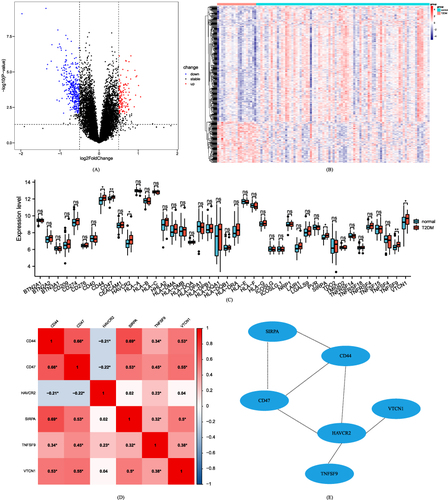 Figure 2 Selection and analysis of ICGs and DEGs. (A): Volcano plots of DEGs, x-axis: log2FoldChange, y-axis: -log10 (adjust P-value); red, gray and blue nodes indicate the differentially expressed genes are upregulated, insignificant, and downregulated, respectively. (B): Heat map of DEGs, blue: control group, red: type 2 diabetes group. (C): Histogram of expressions of ICGs in type 2 diabetes group and control group; x-axis: ICGs, y-axis: gene expression level; red: type 2 diabetes group, blue: control group. *: P <0.05, **: P <0.01. (D): Correlations among ICGs. Colors indicate correlations. A redder color means stronger positive correlation while a bluer color means stronger negative correlation. *: P <0.05. (E): PPI network of ICGs.