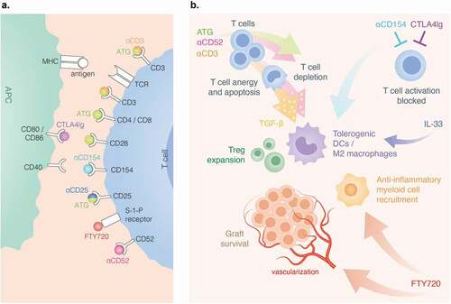 Figure 2. Therapeutics for local immunosuppression and sites of action. A) anti-CD3 binds to CD3 receptor on T cells. rATG binds to CD3. CD152, CD4, CD8, CD25 (IL-2 R) and CD28. CTLA4Ig binds to CD80 and CD86 on APCs, antagonizing CD28 costimulation. Anti-CD154(CD40L) disrupts CD40-CD40L costimulation. FTY720 engagement of S-1-P internalizes the receptors. B) rATG and anti-CD52 induce preferential inhibition of T cells. anti-CD52 and anti-CD3 trigger T cell anergy and apoptosis. APCs that engulf apoptotic vesicles from anergic T cells secrete TGF-β that promotes Treg and tolerogenic DC expansion. Anti-CD154 and CTL4Ig block T cell activation. Anti-CD154 and IL-33 promote a tolerogenic microenvironment. FTY720 induces vascularization and recruits anti-inflammatory myeloid cells.