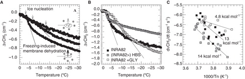 Figure 4. Membrane phase behavior of stallion sperm pellets that were cooled from 20°C to −30°C at 1°C min-1, as determined using FTIR. Panel A shows freezing-induced membrane dehydration for semen washed in HBS and then exposed to various ice nucleation temperatures. Panel B shows freezing-induced membrane dehydration for semen that was diluted in INRA82 (black squares) or INRA82 supplemented with 5% glycerol (open squares), as well as semen that was diluted in INRA82 after which it was washed using HBS (gray filled squares). The data points reflect the relative shift in position of the symmetric CH2 stretching band (▵νCH2). Panel C shows Arrhenius plots in which the natural logarithm of the membrane dehydration rate (dνCH2/dt) is plotted as a function of the inverse of the nucleation temperature (Tn). From this, via linear regression analysis, activation energies (Ea) were determined that describe the temperature dependence of the cell membrane dehydration rate at subzero temperatures in the absence and presence of INRA82 as well as INRA82 supplemented with 5% glycerol.