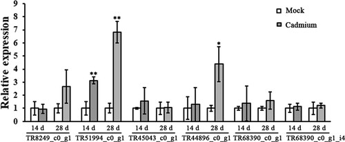 Figure 3. The expression analysis of the superoxide dismutase genes in MH1 cultivar exposed to mock and 200 μM CdCl2 cadmium treatment for 21 and 28 d. Relative amounts were calculated with respect to DaActin gene, and fold changes of expression levels were calibrated by the mock-treated plants. Data are the means (n = 5) with corresponding standard deviations. Statistical significance between the mock-treated plants and cadmium-treated plants was determined by Student’s t-test (*P < 0.05; **P < 0.01).