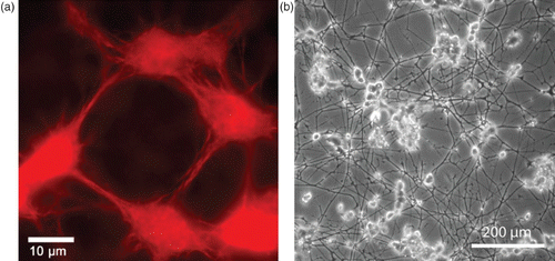 Figure 1. Two examples of complex organization based on cytoskeletal elements. (a) On the subcellular level, reconstituted systems of actin filaments with molecular myosin motors form networks connected by aggregated actin centers (asters). The image was taken using fluorescence microscopy and actin was labeled with a rhodamine dye. (b) On a multicellular level, neuron-like PC12 cells form extensive networks of MT-rich neurites. The image was taken using phase contrast microscopy and cells were cultured on a laminin-coated surface. Images were taken by David Smith (a) and Steve Pawlizak (b), image (a) also appeared in Citation148.