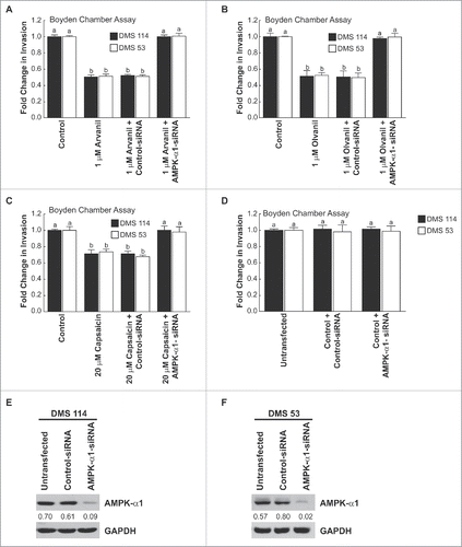 Figure 9. The AMPK-pathway mediated the anti-invasive activity of arvanil, olvanil and capsaicin in human SCLC cells. (A) Boyden chamber assays indicated that the transfection of AMPK-α1-siRNA significantly abrogated the anti-invasive activity of arvanil in DMS 114 cells (black bars). The experiment was repeated in human DMS 53 cells and comparable results were obtained (white bars). The transfection of a non-targeting control-siRNA did not have any effect on the anti-invasive activity of arvanil in DMS 114 and DMS 53 cells. (B) Depletion of AMPK-α1 levels by siRNA techniques ablated the anti-invasive activity of olvanil in DMS 114 (black bars) and DMS 53 cells (white bars). The anti-invasive activity of olvanil was not influenced by transfection of a control non-targeting siRNA in DMS 114 and DMS 53 cells. (C) AMPK-α1-siRNA reversed the anti-invasive activity of capsaicin in DMS 114 (black bars) and DMS 53 cells (white bars), whereas the control-siRNA have not effect on the anti-invasive activity of capsaicin in these two cell lines. The absorbance of control cells was assumed to be 1, and arvanil-, olvanil-, capsaicin-induced decreases in invasion were calculated as fold change from control. (D) The transfection of AMPK-α1-siRNA did not have any effect on the invasion of untreated DMS 114 (black bars) or DMS 53 cells (white bars). (E) Western blotting analysis showed that AMPK-α1 expression in DMS 114 cells and DMS 53 cells (F) was suppressed upon siRNA transfection. GAPDH was used as the loading control for the western blotting experiments, and the results were quantitated by densitometric analysis.