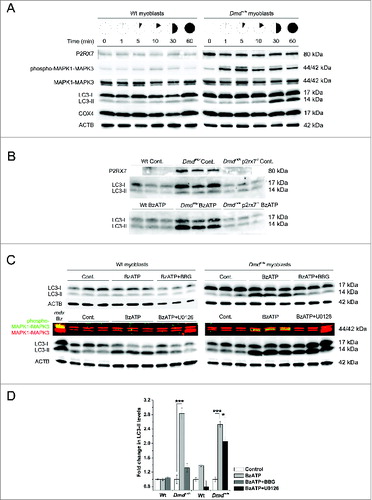 Figure 3. eATP induces P2RX7-dependent autophagy in myoblasts. (A) Representative western blots showing increased P2RX7 expression levels in dystrophic (Dmdmdx) vs. wild-type (Wt) myoblasts, with a time-course of MAPK1-MAPK3 phosphorylation and autophagy induction (LC3-I to LC3-II shift) following exposure to 3 mM eATP. No detectable changes in mitophagy were observed as shown by COX4 expression levels. ACTB represents protein loading control. (B) Western blots of triplicate samples showing the dependency of autophagy induction on P2RX7 expression in myoblasts; note the lack of 17 to 14 kDa LC3 shift in Dmdmdx p2rx7−/- double-mutant myoblasts following 30 min exposure to 1 mM BzATP. (C) Western blots of triplicate samples showing different effects of inhibiting P2RX7 activation and MAPK1-MAPK3 phosphorylation on autophagy induction in Wt (left panel) and Dmdmdx (right panel) myoblasts. Cells were preincubated for 30 min with the P2RX7 antagonist Coomassie brilliant blue-G (BBG) or U0126 (MEK inhibitor) prior to 30 min 1 mM BzATP treatment. The classical P2RX7-MAPK1-MAPK3 activation cascade is involved in, but does not appear to be the sole pathway of autophagy induction in dystrophic myoblasts. Note: The phospho-MAPK1-MAPK3 is a multichannel (green/red) fluorescent blot, where yellow signal denotes increased MAPK1-MAPK3 phosphorylation. The left-hand lane in the Wt blot is a positive control. (D) Fold change in LC3-II levels in response to treatments shown in (C). Mean +/- SE, n =3, P < 0 .05* and 0.0001***.