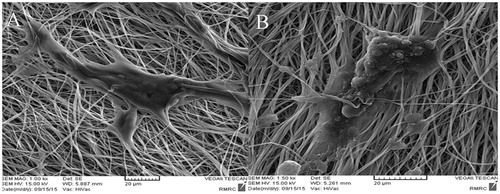 Figure 2. (A) SEM analysis of iPSCs culture on aligned PES/COL nanofibers before differentiation. (B) SEM analysis of iPSCs culture on aligned PES/COL nanofibers after 20 days of differentiation.