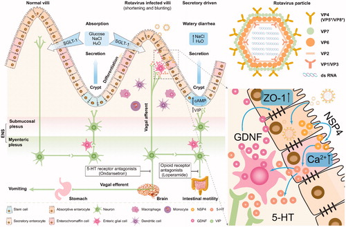 Figure 1. Rotavirus infection-induced acute gastroenteritis. The rotavirus particle contains 11 segments of dsRNA as its genome, and the capsid consists of three layers. The intestinal epithelium is characterized by the villi and crypt. Mature enterocytes locate at the top and middle of villi allow SGLT-1-mediated absorption of water and salt. The ECs locate at the middle of villi are highly specialized cells with endocrine function. Stem cells and Paneth cells locate in the crypt are functionally responsible for differentiation and secretion, respectively. Thus, under normal conditions, the intact intestinal membrane barrier can keep homeostasis (absorption and secretion). While rotavirus infection in mature enterocytes causes absorptive enterocyte death and secretory Paneth cell replacement, leading to shortening and blunting of villi, and increasing infiltration of inflammatory cells in the lamina propria. The NSP4 stimulates the epithelium and ECs to increase intracellular calcium, which further induces the secretion of 5-HT from ECs through a calcium-dependent manner. The secreted 5-HT activates EGCs to increase release of GDNF which induces the expression of tight junction-associated protein ZO-1 in infected and bystander cells. Thus neurotrophic factors and 5-HT can protect the intestinal barrier function during rotavirus insult. Moreover, the number of enterocytes remaining following infection is functionally sufficient to allow SGLT-1-mediated absorption of water and salt. However, 5-HT can also activate the intrinsic primary afferent nerves of the myenteric plexus. Such activation activates the nerves of the submucosal plexus and leads to increase of intestinal motility which can be attenuated by an opioid-receptor-antagonist (Loperamide). The activation of submucosal nerves further induce VIP release from nerve endings adjacent to crypt cells. Then, VIP induces crypt cells to secret NaCl and water into the intestinal lumen by increasing cellular cAMP levels, which ultimately leading to secretory diarrhoea. During these processes, the stimulated afferent vagal signalling activates the nausea and vomiting centre of the brain to generate efferent vagal signalling which then results in vomiting by stimulating a nerve-muscle vomiting reflex in the stomach. This event can be attenuated by 5-HT receptor antagonists (Ondansetron). Finally, intestinal rotavirus infection results in secretory-driven watery diarrhoea accompanying by vomiting. dsRNA: double-stranded RNA; VPs: rotavirus structural proteins (VP4 is cleaved into VP5* and VP8*); NSP4: rotavirus non-structural protein; ENS: enteric nervous system; NaCl: sodium chloride; Ca2+: calcium ions; SGLT-1: sodium/glucose cotransporter 1; 5-HT: 5-hydroxytryptamine (serotonin); VIP: vasoactive intestinal peptide; ECs: enterochromaffin cells; EGCs: enteric glial cells; GDNF: glial cell-derived neurotrophic factor; ZO-1: zona occludens 1; cAMP: cyclic adenosine monophosphate.