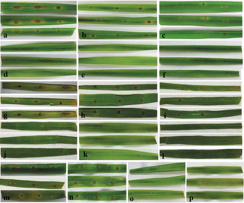 Fig. 4 (Colour online) Control of rice blast disease on detached rice leaves by various concentrations of culture broth (culture filtrate plus bacterial cells), culture filtrates and B. subtilis BJ-1 bacterial cells. a–f, The culture broth of BJ-1 was added to conidial suspensions to obtain final concentrations of 0, 0.5%, 1%, 2.5%, 5% or 10%. g–l, The culture filtrates of BJ-1 were added to conidial suspensions to obtain final concentrations of 0, 0.5%, 1%, 2.5%, 5% or 10%. m–p, BJ-1 bacterial cells obtained by centrifugation were washed three times, resuspended in distilled water and mixed with conidial suspensions to obtain a final concentration of 0, 1 × 107, 1 × 108 or 1 × 109 CFU mL−1. Conidial suspensions of M. oryzae were used at 5 × 105 conidia mL−1.