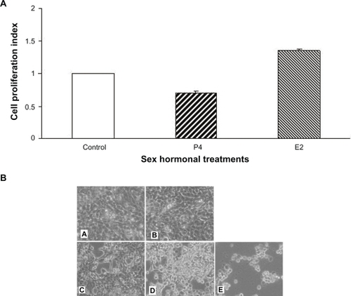 Figure 5 Effect of sex hormones on cell proliferation and cell death in vitro. A) Cell proliferation index measured for 4T1 cultures treated with P4 or E2, compared to controls. The data were obtained from three experiments. B) Appearance of 4T1 cultures treated with various doses of P4. A. control; B. E2; C. P4 15 ng/ML; D. P4 30 ng/ML; E, P4 60 ng/ml. Magnification of all images is 100×.Abbreviation: 4TI, mouse mammary cell lines.