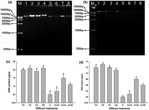 Fig. 4. The agarose gel electrophoresis analysis and the completed genomic DNA relative contents determination in leaves and roots of tall fescue seedlings (a,c, leaf tissues; b,d, root tissues).Notes: The results of agarose gel electrophoresis analysis (a, leaf tissues; b, root tissues). M: DNA marker; 1: controls without any stress treatment; 2, 3, 4: He–Ne laser illumination alone for 2, 4, and 6 min d−1 under normal conditions, respectively; 5: salt stress (150 mM) for 10 d; 6, 7, 8: He–Ne laser illumination for 2, 4, and 6 min d−1 prior to salt stress, respectively. The completed genomic DNA relative contents (c, leaf tissues; d, root tissues) according to signal strength of DNA on the agarose gel. Data are presented as the means ± SD from five independent experiments (n = 5). Different letters followed with bars indicate significant differences at p < 0.05 according to Duncan’s multiple range test. CK: controls without any stress treatment; H2, H4, H6: He–Ne laser illumination alone for 2, 4, and 6 min d−1 under normal conditions, respectively; N: salt stress (150 mM) for 10 d; N+H2, N+H4, N+H6: He–Ne laser illumination for 2, 4, and 6 min d−1 prior to salt stress.