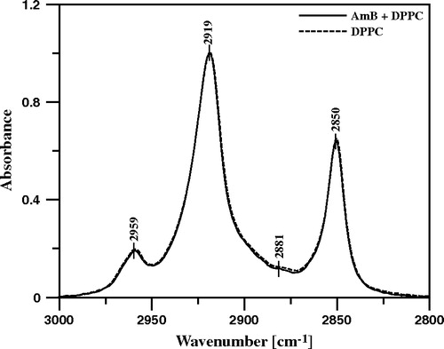 Figure 9.  ATR-FTIR absorption spectra recorded from the Langmuir-Blodgett monomolecular films deposited at two sides of a Ge crystal from the lipid monomolecular layer of DPPC formed at the air-water interface, compressed to the surface pressure 22 mN/m (dashed line) and the DPPC film deposited to the crystal after the injection of 10 µl of water solution of AmB (pH 12) into 12 ml of the subphase (solid line). Final concentration of AmB in the subphase 0.9 µM. The spectral region presented corresponds to the stretching vibrations of CH3 groups (νs 2881 cm−1, νas 2959 cm−1) and CH2 groups (νs 2850 cm−1, νas 2919 cm−1).