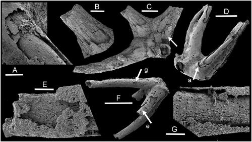 Fig. 2. Sclerites of Allonnia, Henson Gletscher Formation, Cambrian, Miaolingian Series, Wuliuan Stage, North Greenland. A, D, PMU 21196 from GGU sample 271492, encrusted internal mould of Allonnia sp. with detail of internal mould, fibrous shell (mainly dissolved) and encrusted layer. (A, located by arrow in D). B, C, PMU 21197 from GGU sample 271492, upper surface of exfoliated specimen showing fibrous shell (B) and patches of possible outer surface (C, arrow). E–G, PMU 21198 from GGU sample 271718, encrusted internal mould with detail of fibrous surface of internal mould and euendoliths (E, G, located by arrows in F). Scale bars: 30 µm (E, G); 50 µm (a); 100 µm (B); 200 µm (C, D, F).