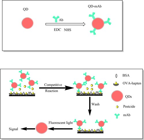 Scheme 1. (A) Schematic illustration of the QDs-mAb probes preparation. (B) Schematic illustration of the established competitive fluorescence immunoassay for pesticide detection.
