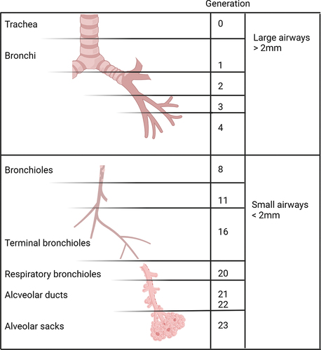 Figure 1. The generations of the human bronchial tree. The branching structure of the airways commences at the level of the trachea, extending into the lungs as bronchi, bronchioles, and alveoli. The small airways, characterized by a diameter of less than 2 mm, typically emerge from approximately the seventh or eighth generation of bronchi. These small airways include the terminal bronchioles, which do not participate in gas exchange, as well as the respiratory bronchioles, which occasionally contain alveoli, and the gas-exchange area, encompassing the alveolar ducts and alveolar sacs. Created with BioRender.com.