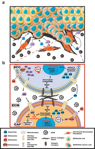 Figure 1. Mechanical regulation of the metabolic network that drives tumor progression by interfacing cancer and stromal cells. Extracellular matrix (ECM) remodeling by Carcinoma-Associated Fibroblast (CAF) within the tumor microenvironment promotes matrix stiffening. Stiffer matrix, in turn, favors epithelial cancer cell proliferation and metastatic spreading (A). Mechanical activation of the YAP/TAZ-dependent transcriptional program in cells results in increase of the glutaminase (GLS), lactate dehydrogenase A (LDHA) and aspartate/glutamate transporter SLC1A3 genes, thus coordinates glycolysis and amino acid availability within the tumor niche. Mechanistically, in epithelial cancer cells, this mechanical response results in glutamate accumulation accompanied by a defect of the TCA cycle and an impaired production of aspartate. In stromal fibroblasts, the mechanically regulated accumulation of glutamate leads to production of aspartate and control of acto-myosin-dependent ECM remodeling. Finally, the aspartate produced by the stromal fibroblasts is released within the tumor microenvironment and uptaken by the tumor cells to supply their proliferative needs. While the glutamate produced by the cancer cell is released within the tumor microenvironment and uptaken by the stromal fibroblasts to balance their redox level which appear key for their remodeling activity. In summary, mechanical activation of YAP/TAZ in the tumor niche coordinate cancer cells proliferation and stromal fibroblasts-dependent ECM remodeling with their energetic and biosynthetic requirements to force metastatic spreading (B). SCC: squamous cell carcinoma.