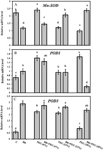 Figure 5. Relative mRNA levels of (A) Mn-SOD, (B) POD1, and (C) POD3 in Linum usitatissimum L. seedlings under PEG-induced drought stress at 6%, 12%, and 18% with or without 24-epiBL(BR) application.