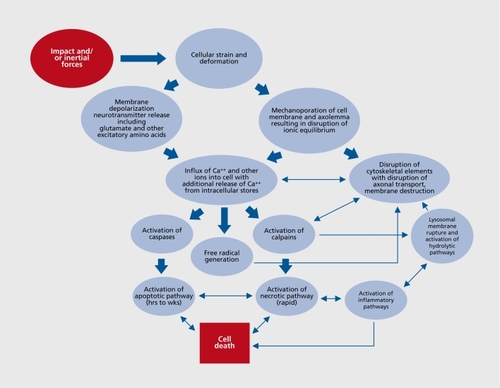 Figure 1. Simplified summary of traumatic brain injury (TBI)-associated cellular injury cascades. Of note is that events are triggered at the time of injury but the full evolution of the process plays out over hours to weeks after injury. For the details see ref 24.