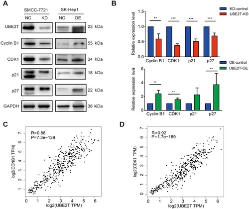 Figure 6 UBE2T regulates G2-to-M transition by modulating cyclin B1 and CDK1. (A) Immunoblot assay for expression of cell-cycle-associated factors in UBE2T-KD (SMCC-7721) and UBE2T-OE (SK-Hep1) cell lines. (B) The quantitative expression ratio of protein expression of UBE2T-KD and UBE2T-OE relative to control group. GAPDH was used as internal control, and the experiment was repeated at least three times independently. UBE2T-KD: UBE2T stable interference cells; UBE2T-OE: UBE2T stable overexpression cells. (C) There was a significant positive correlation between UBE2T and CCNB1 expression, Spearman correlation coefficient R=0.88, P=7.3e-139. (D) UBE2T was significantly positively correlated with CDK1 expression, Spearman correlation coefficient R=0.92, P=1.7e-169. **P<0.01, ***P<0.001.Abbreviations: UBE2T, ubiquitin-conjugating enzyme E2T; UBE2T-KD, UBE2T knockdown; UBE2T-OE, UBE2T overexpression; KD-control, control cells transfected with the control vector; OE-control, control cells transfected the empty vector; CDK1, cyclin-dependent kinase 1.